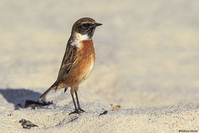 Stonechat