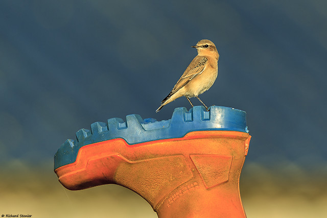 Wheatear