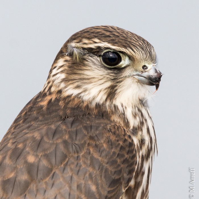 Merlin