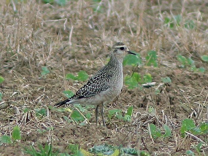 American Golden Plover