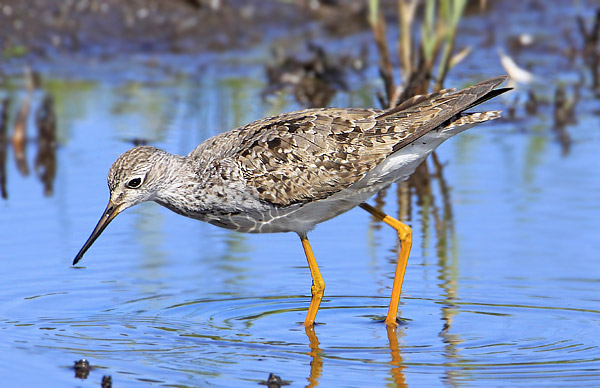 Lesser Yellowlegs