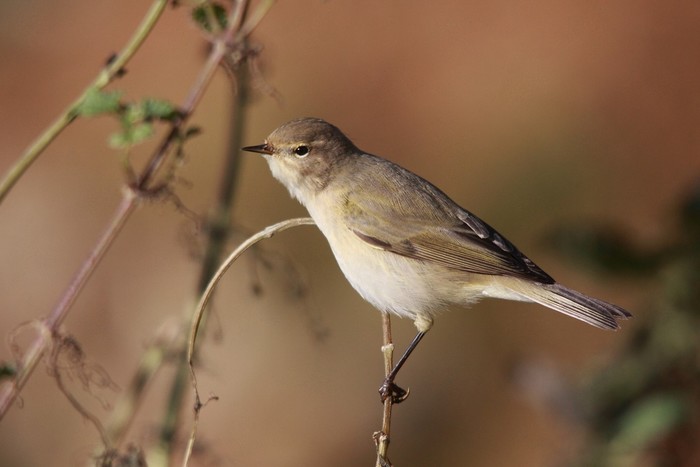Siberian Chiffchaff