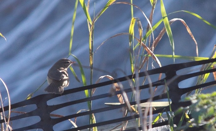Dusky Warbler