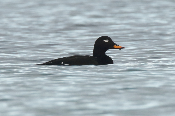 Velvet Scoter