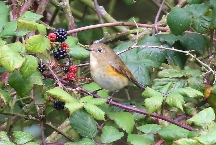 Red-flanked Bluetail