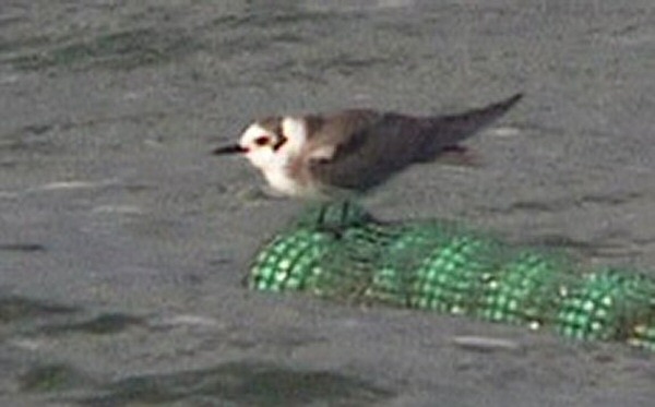 American Black Tern