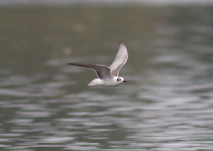 White-winged Black Tern