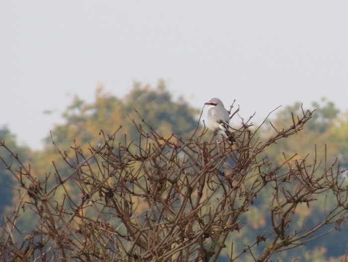 Great Grey Shrike