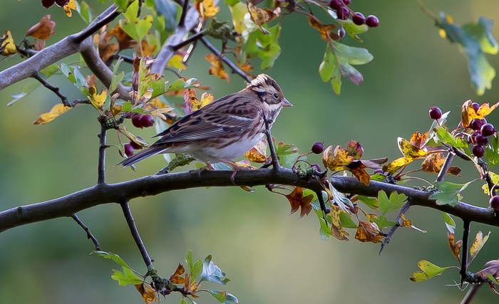 Rustic Bunting