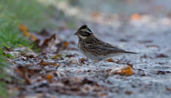 Rustic Bunting