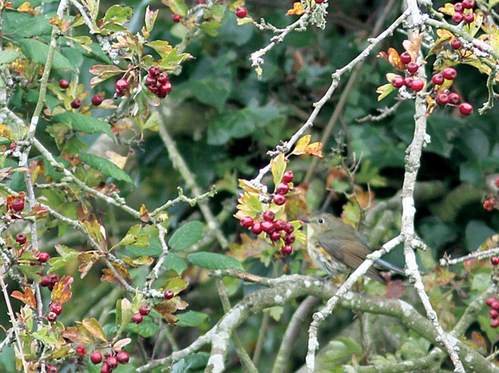 Red-flanked Bluetail