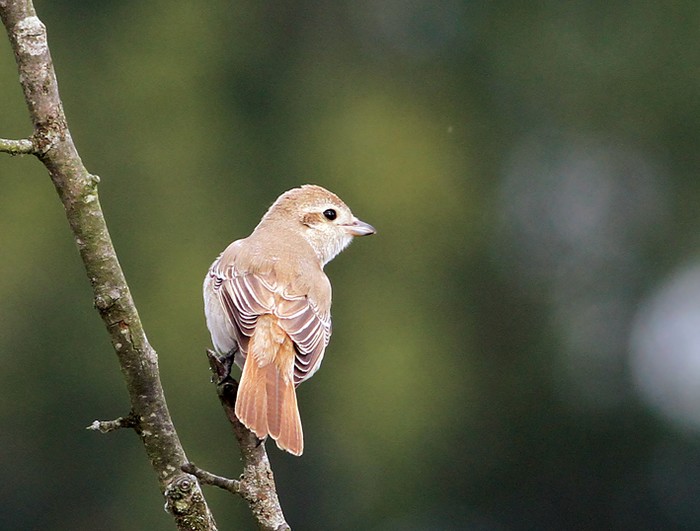 Isabelline Shrike