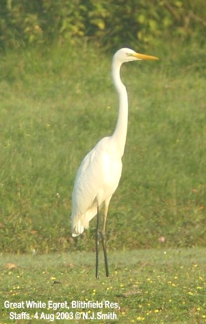 Great White Egret
