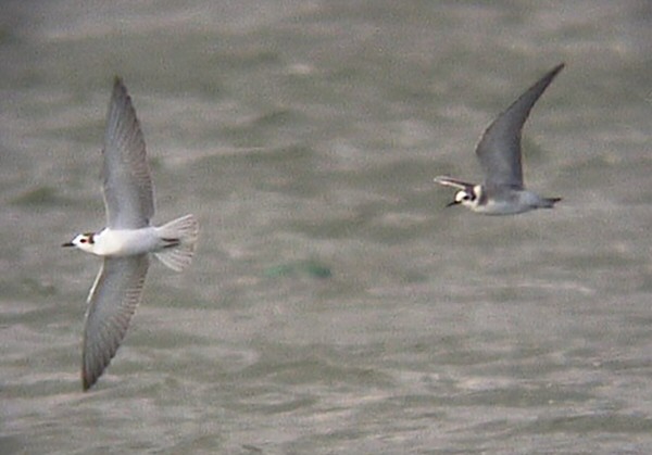 American Black Tern