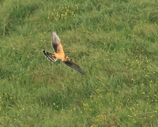 Pallid Harrier