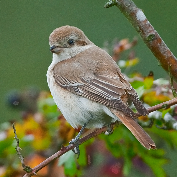 Isabelline Shrike
