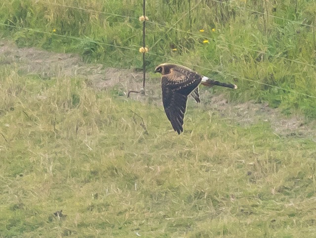 Pallid Harrier