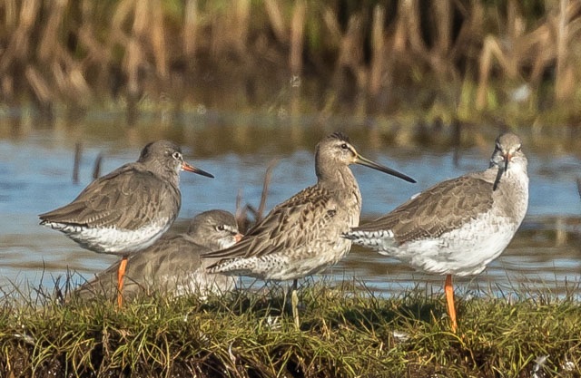 Long-billed Dowitcher