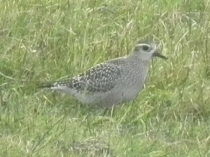 American Golden Plover