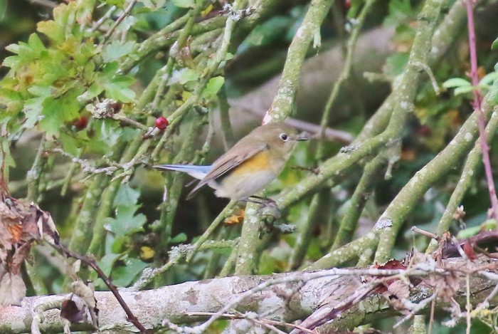 Red-flanked Bluetail