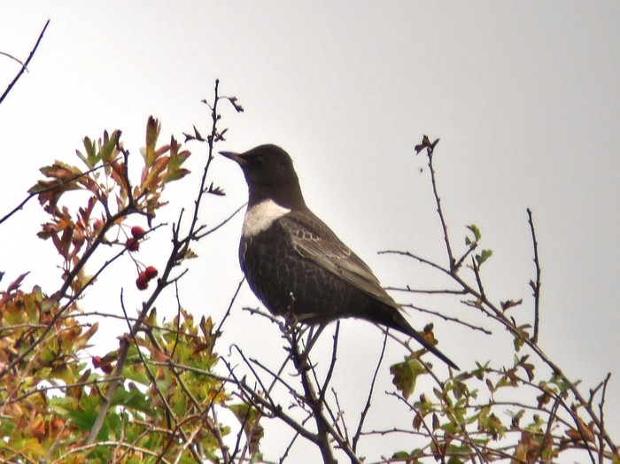 Ring Ouzel