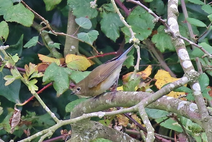 Red-flanked Bluetail