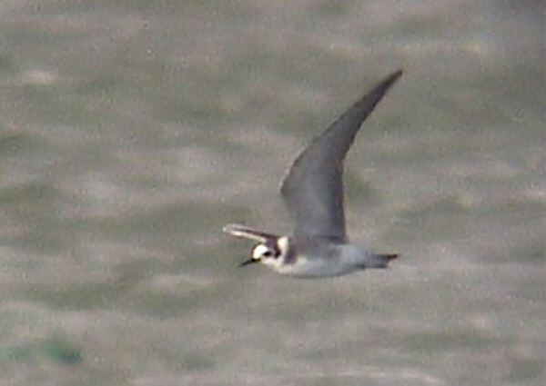 American Black Tern