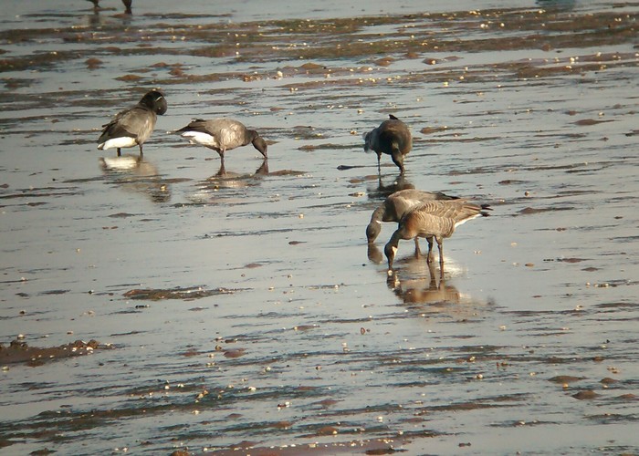 Ridgway's Cackling Goose