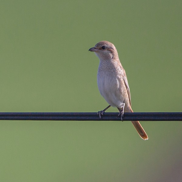 Isabelline Shrike