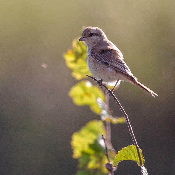 Isabelline Shrike
