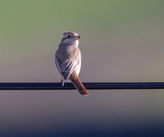 Isabelline Shrike