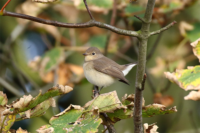 Red-breasted Flycatcher