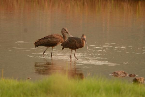 Glossy Ibis
