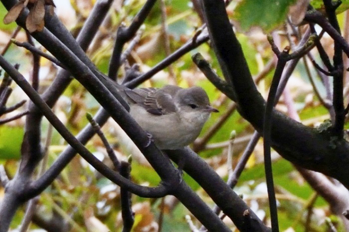 Barred Warbler