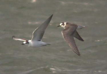 American Black Tern
