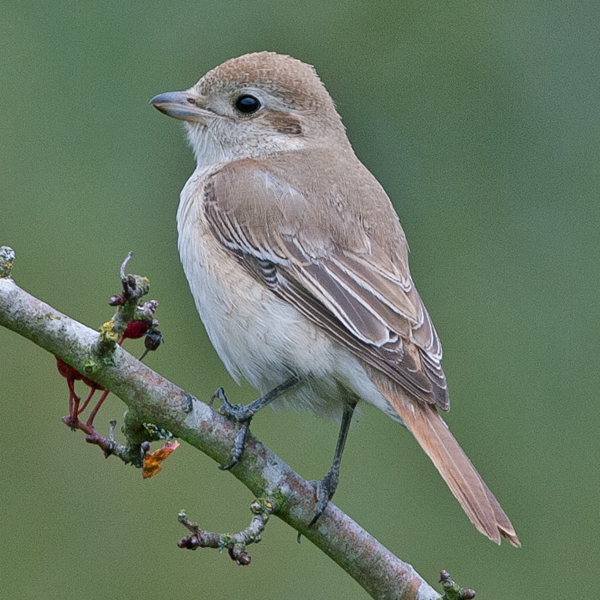 Isabelline Shrike