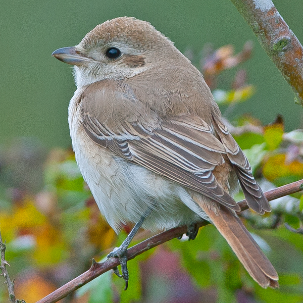 Isabelline Shrike
