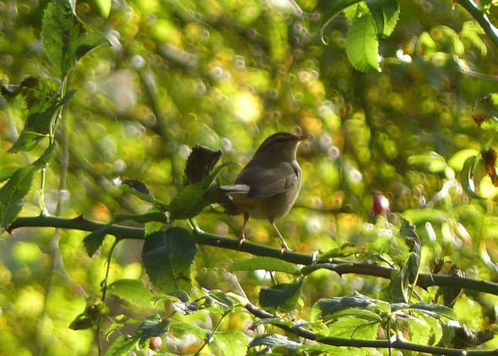 Radde's Warbler