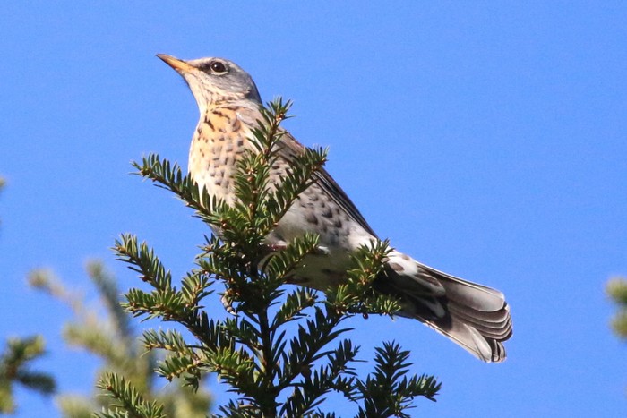 Fieldfare