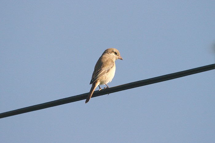 Isabelline Shrike