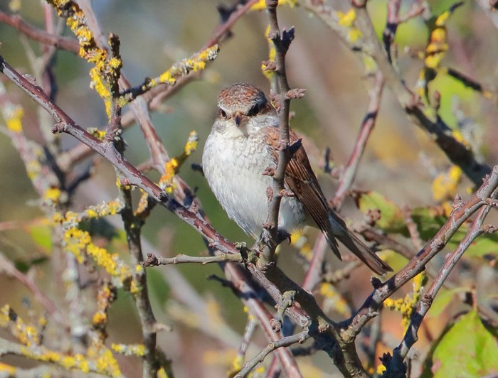 Red-backed Shrike