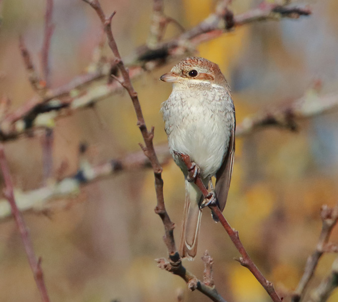 Red-backed Shrike