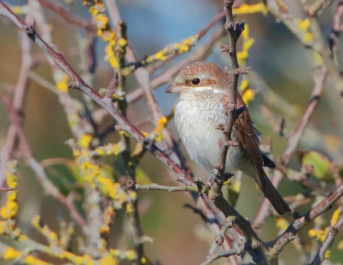 Red-backed Shrike