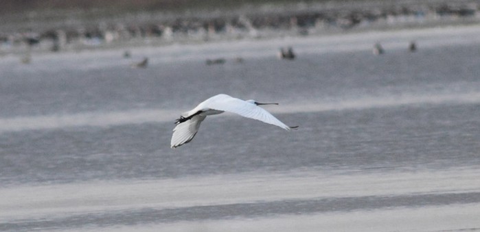 Spoonbill
