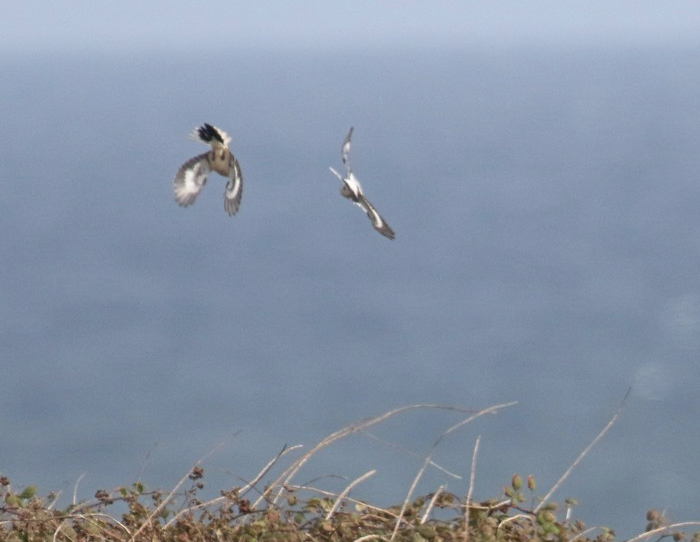 Great Grey Shrike