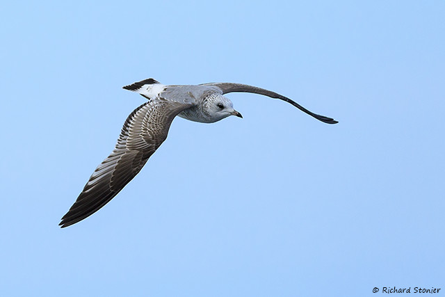 Common Gull