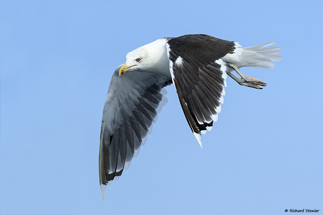 Great Black-backed Gull