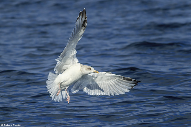 Herring Gull