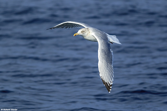 Herring Gull
