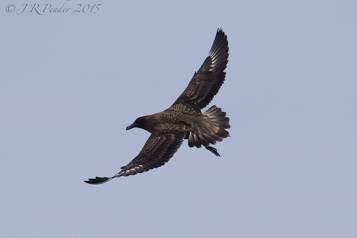 Great Skua